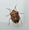 Carpocoris purpureipennis